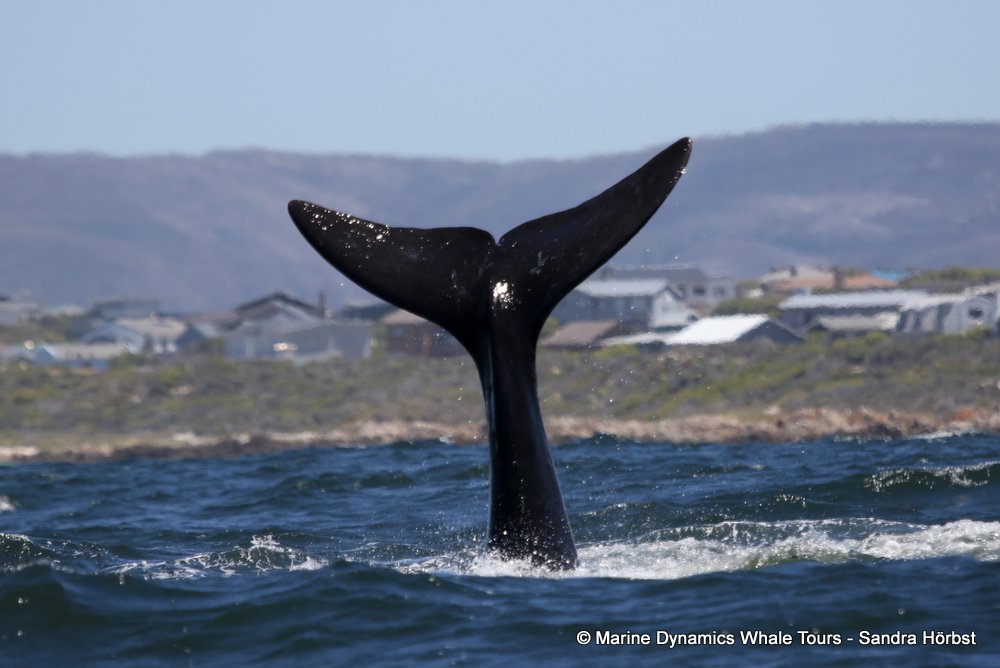 Marine Big 5 Daily Blog 25 November