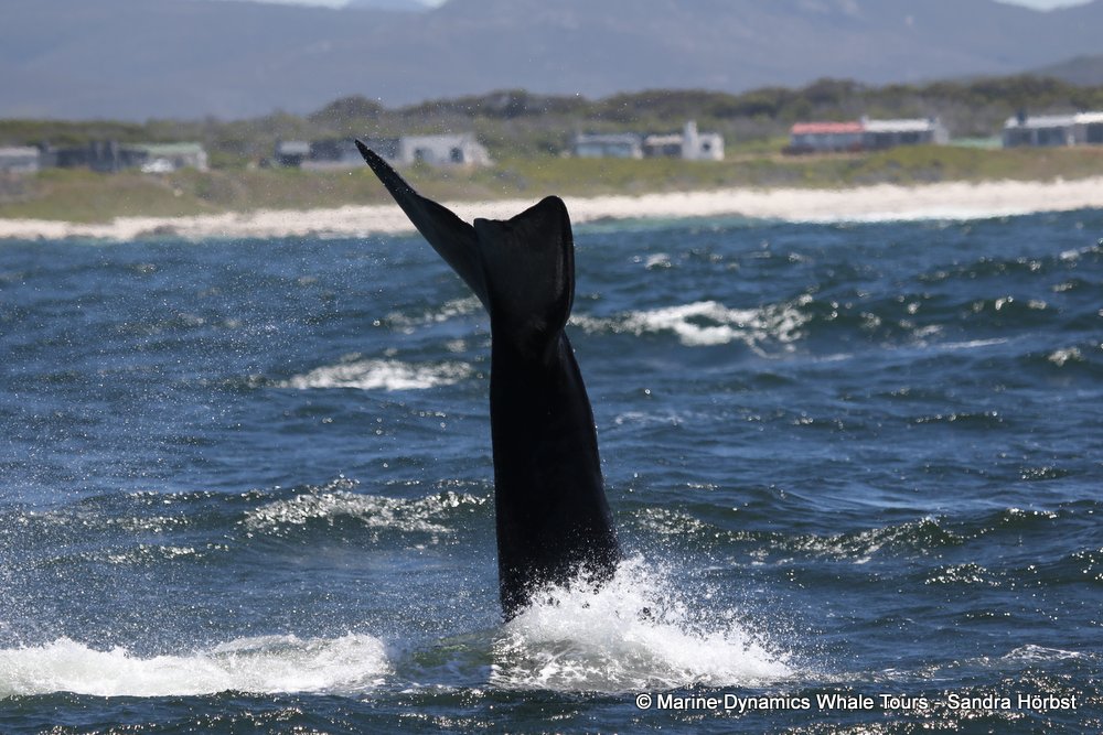 Southern right whale, whale watching, gansbaai, south africa,
