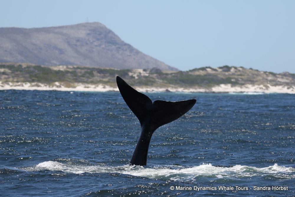 Southern right whale, whale watching, gansbaai, south africa,