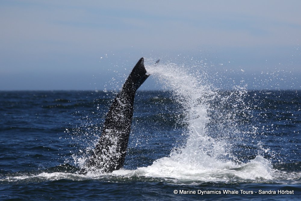 Southern right whale, whale watching, gansbaai, south africa,