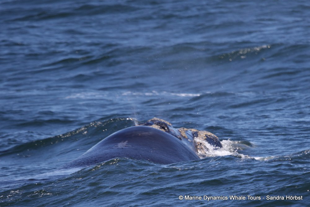 Southern right whale, whale watching, gansbaai, south africa,
