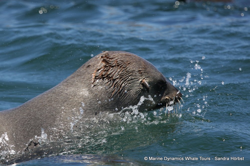 cape fur seal, whale watching, gansbaai, south africa