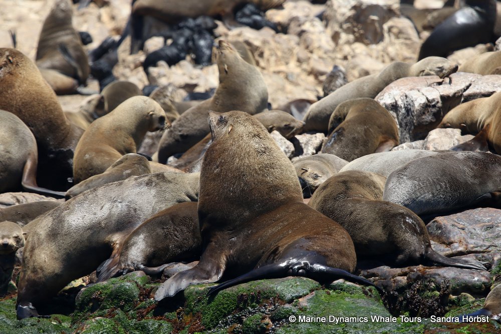 cape fur seal, whale watching, gansbaai, south africa