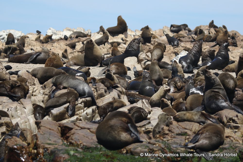cape fur seal, whale watching, gansbaai, south africa