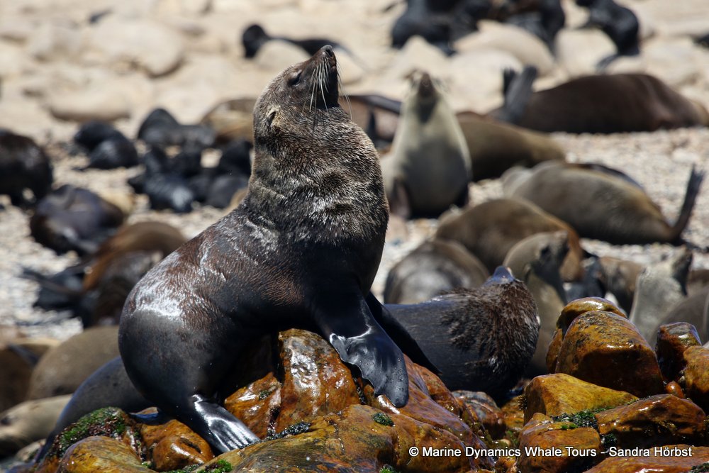 cape fur seal, whale watching, gansbaai, south africa