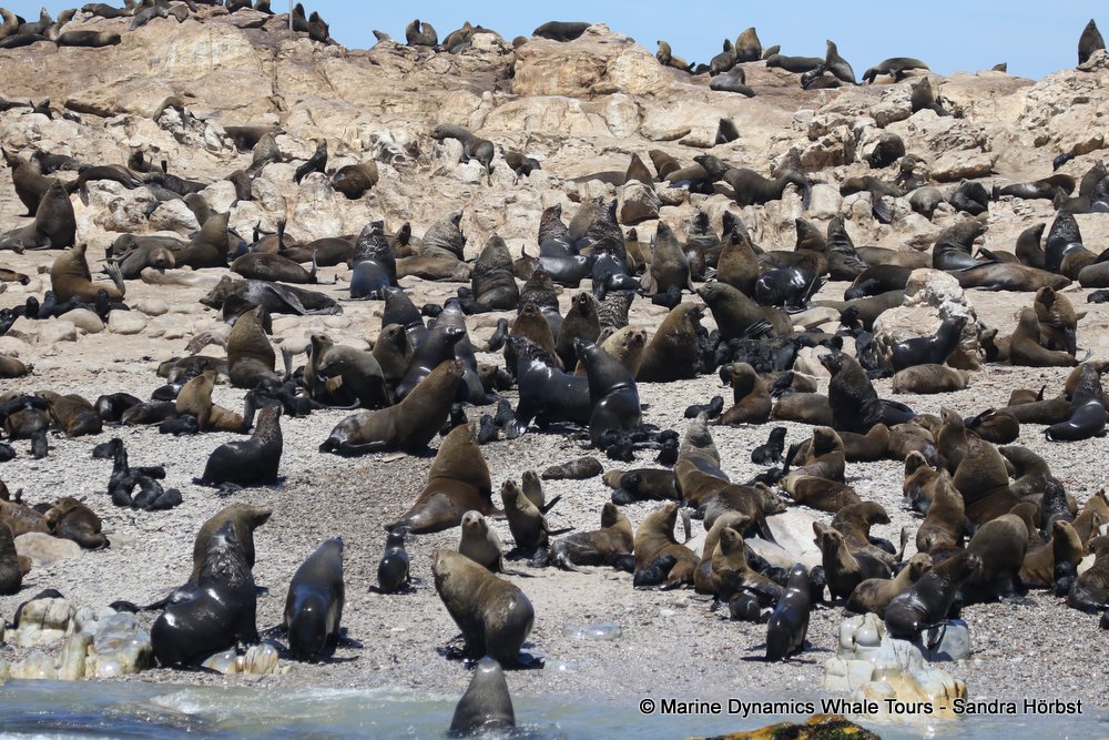 cape fur seal, whale watching, gansbaai, south africa