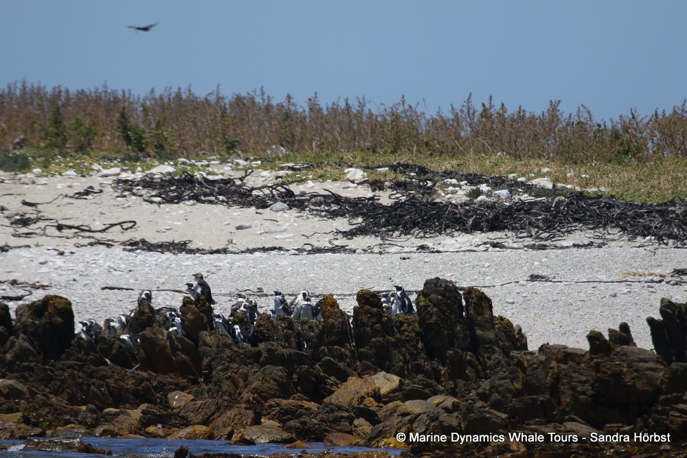 penguins, whale watching, gansbaai, south africa,