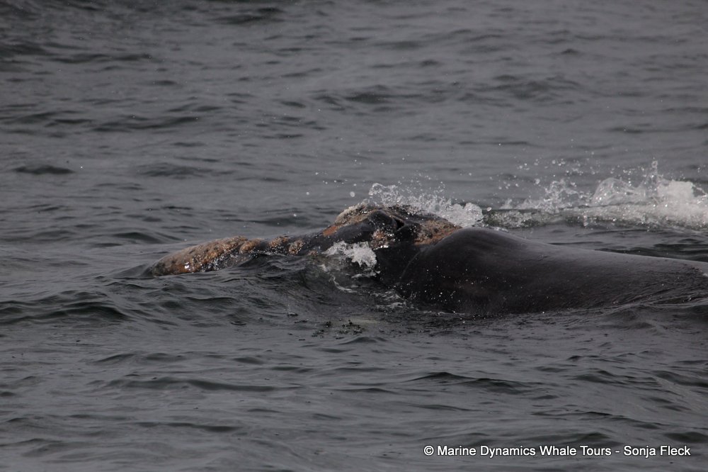 Southern right whale, whale watching, gansbaai, south africa,