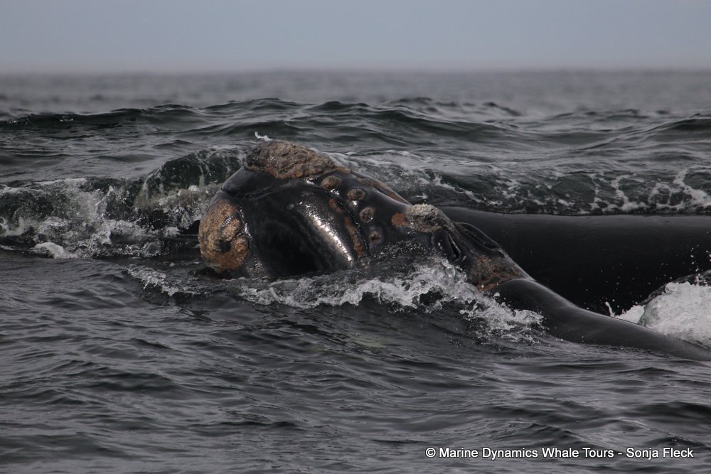 Southern right whale, whale watching, gansbaai, south africa,