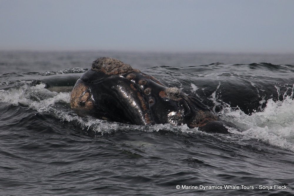 Southern right whale, whale watching, gansbaai, south africa,