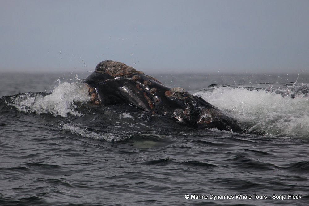 Marine Big 5 Daily Blog 26 November