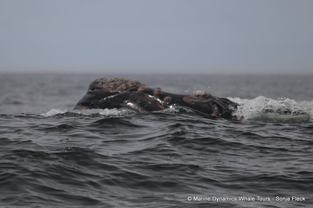 Southern right whale, whale watching, gansbaai, south africa,