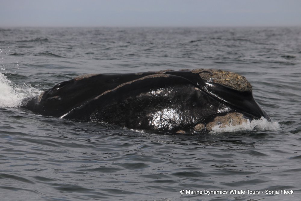 Southern right whale, whale watching, gansbaai, south africa,