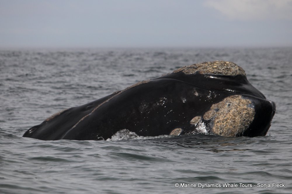 Southern right whale, whale watching, gansbaai, south africa,
