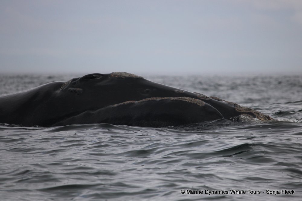Southern right whale, whale watching, gansbaai, south africa,