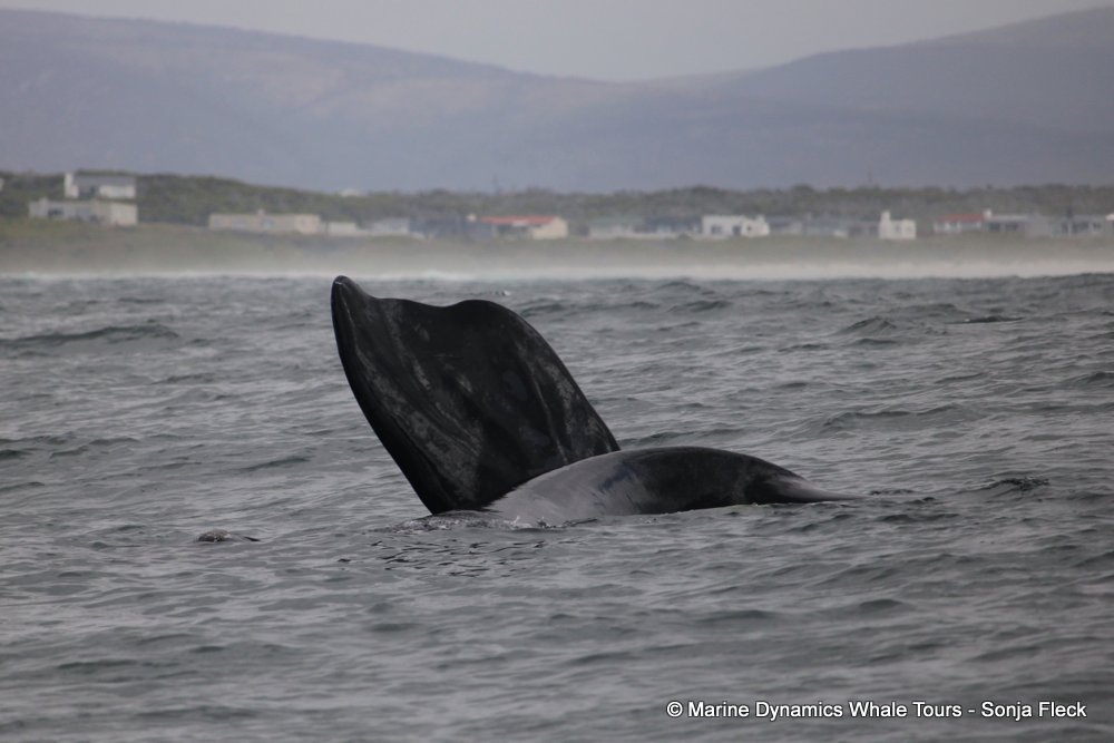 Southern right whale, whale watching, gansbaai, south africa,