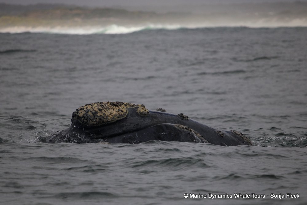 Southern right whale, whale watching, gansbaai, south africa,