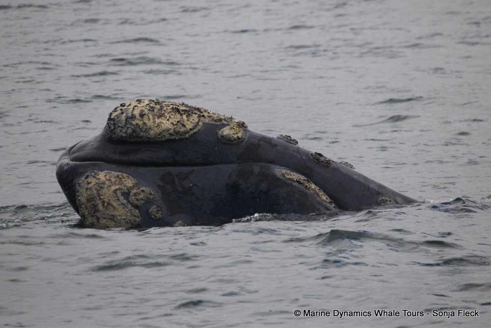 Southern right whale, whale watching, gansbaai, south africa,
