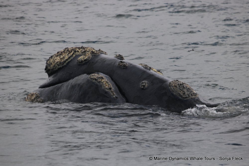 Southern right whale, whale watching, gansbaai, south africa,