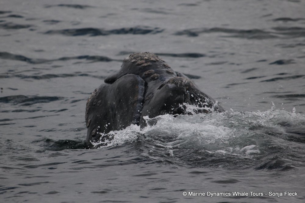 Southern right whale, whale watching, gansbaai, south africa,