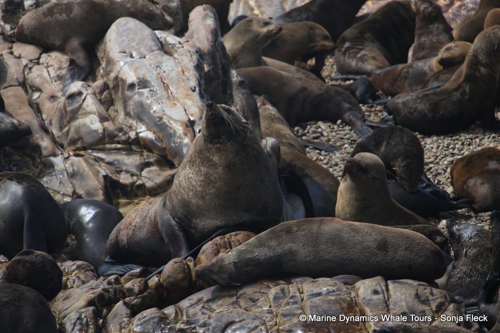 cape fur seal, whale watching, gansbaai, south africa