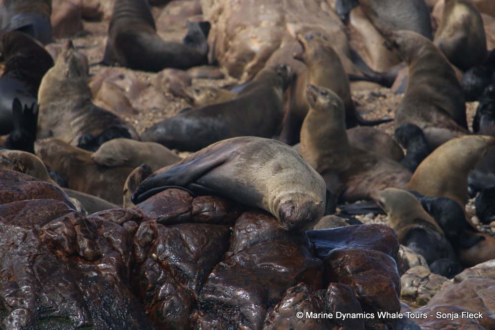 cape fur seal, whale watching, gansbaai, south africa
