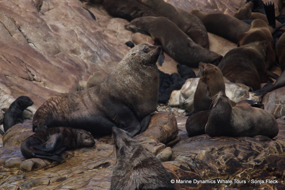 cape fur seal, whale watching, gansbaai, south africa