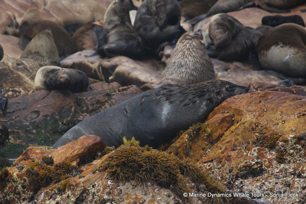 cape fur seal, whale watching, gansbaai, south africa