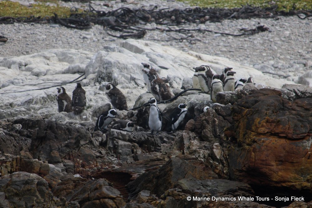 african penguin, whale watching, gansbaai, south africa