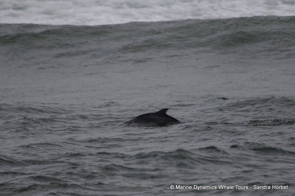 humpback dolphin, whale watching, gansbaai, south africa