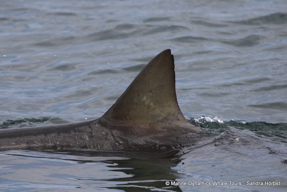 bronze whaler shark, whale watching, gansbaai, south africa,