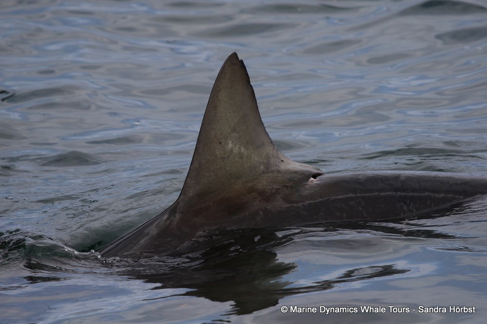 bronze whaler shark, whale watching, gansbaai, south africa,