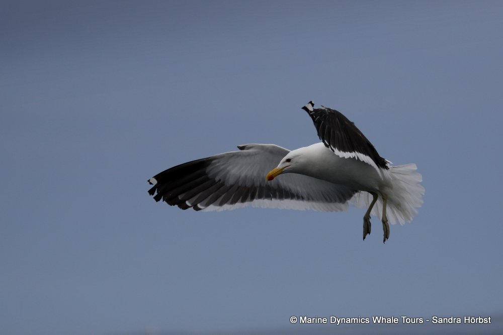 Kelp Gull, whale watching, gansbaai, south africa,