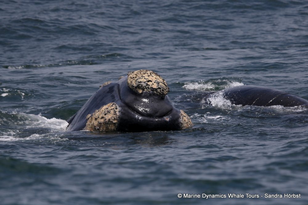 Southern right whale, whale watching, gansbaai, south africa,