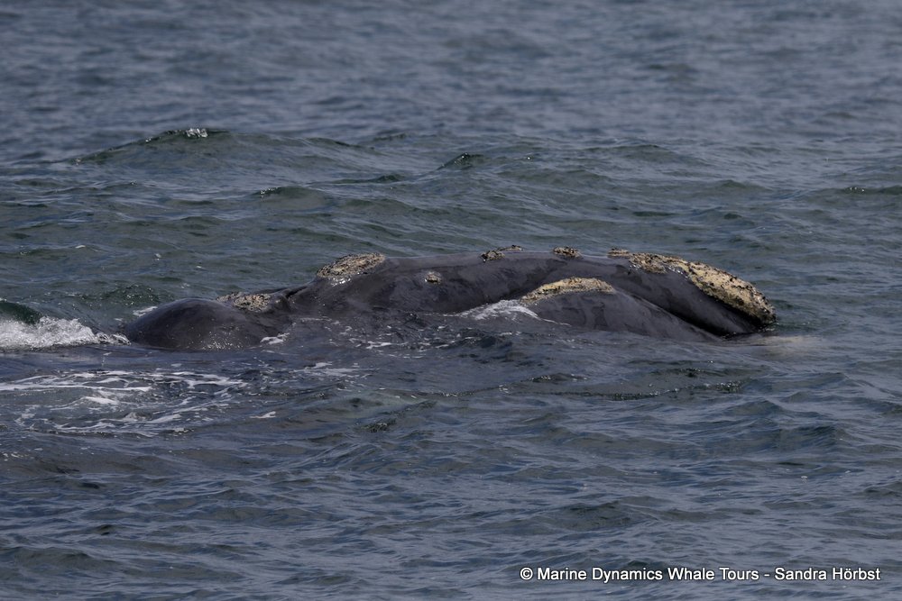 Southern right whale, whale watching, gansbaai, south africa,