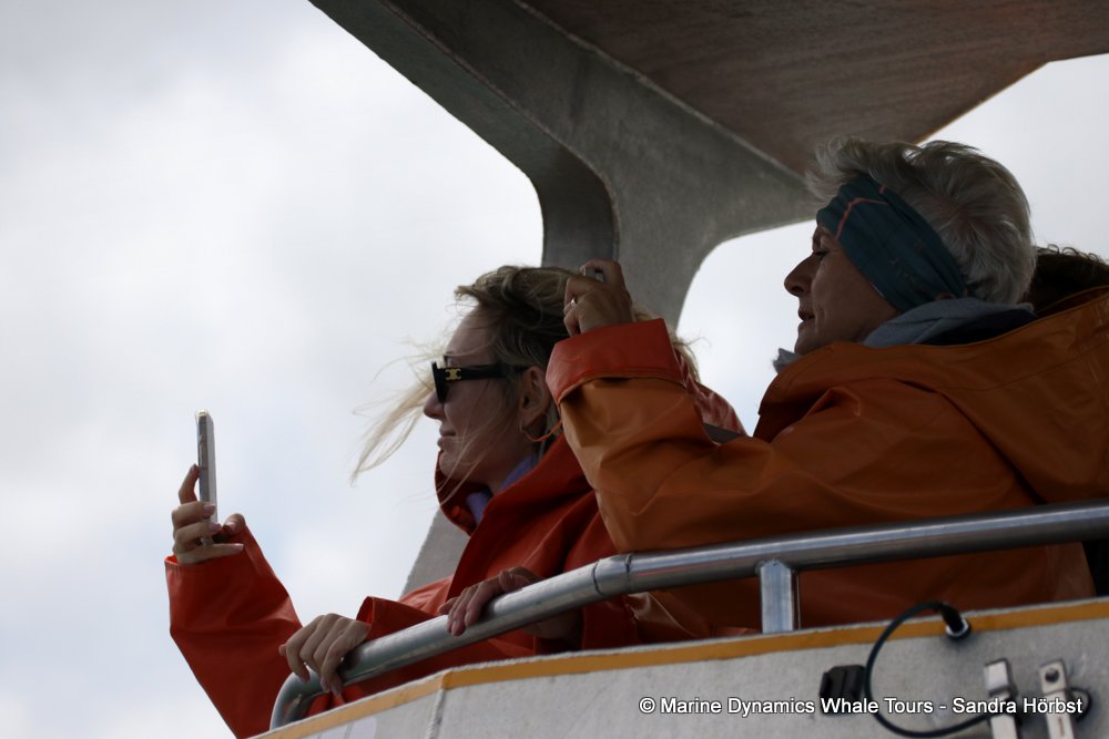 whale watching, gansbaai, south africa,