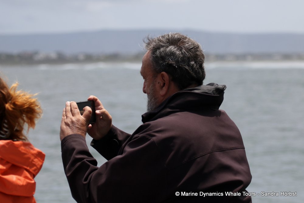 whale watching, gansbaai, south africa,