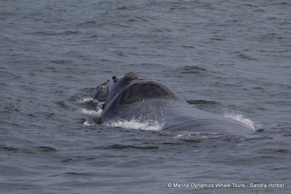 Southern right whale, whale watching, gansbaai, south africa,