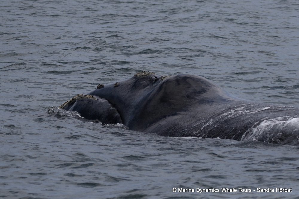 Southern right whale, whale watching, gansbaai, south africa,