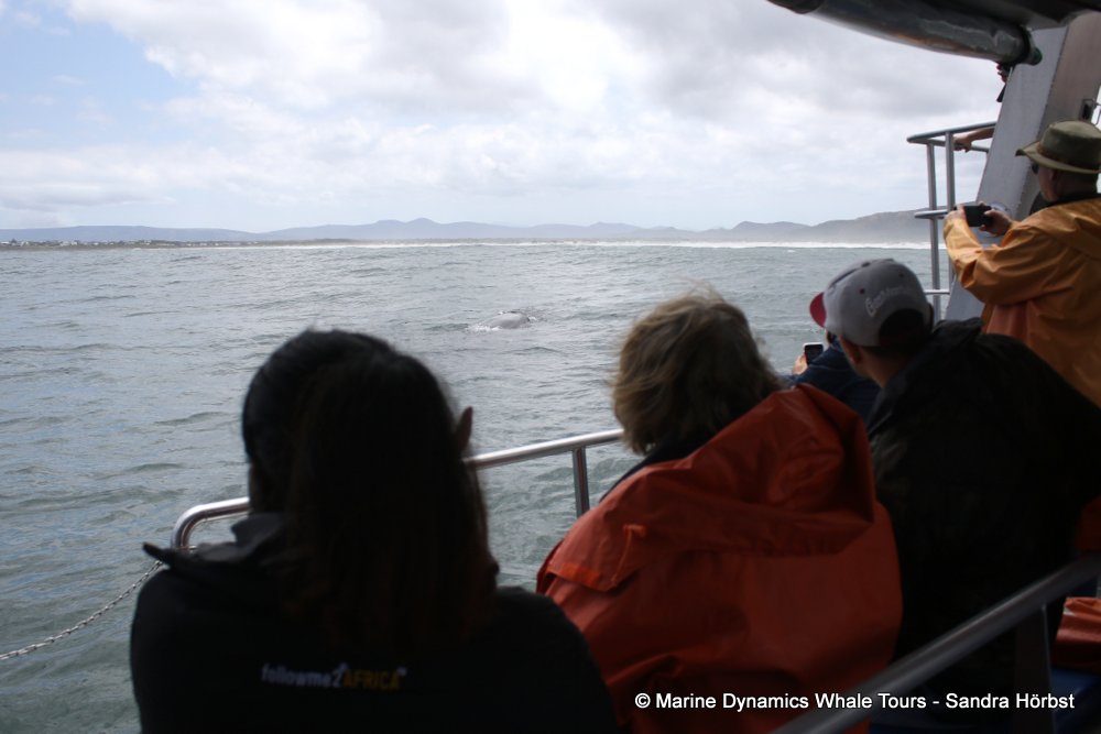 whale watching, gansbaai, south africa,