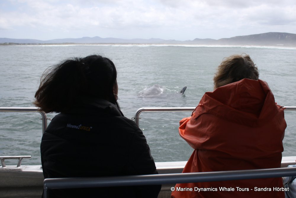 whale watching, gansbaai, south africa,