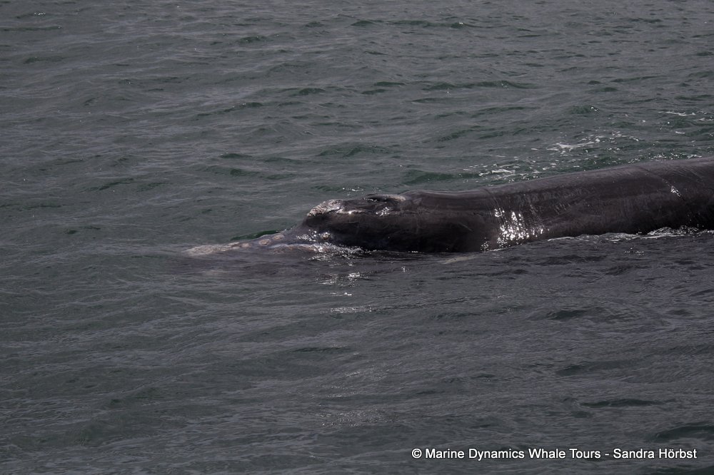 Southern right whale, whale watching, gansbaai, south africa,
