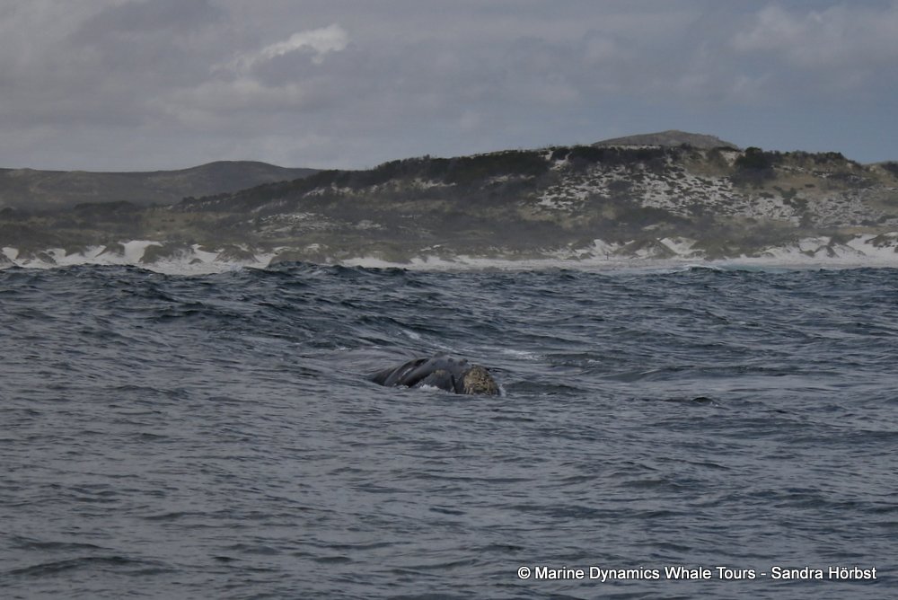 Southern right whale, whale watching, gansbaai, south africa,