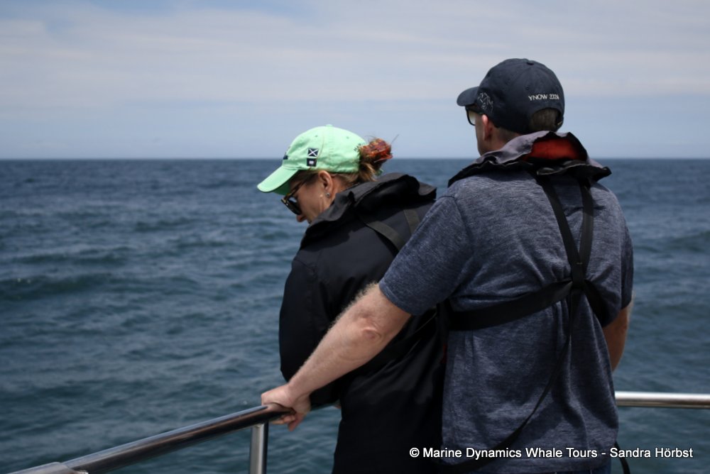 whale watching, gansbaai, south africa,