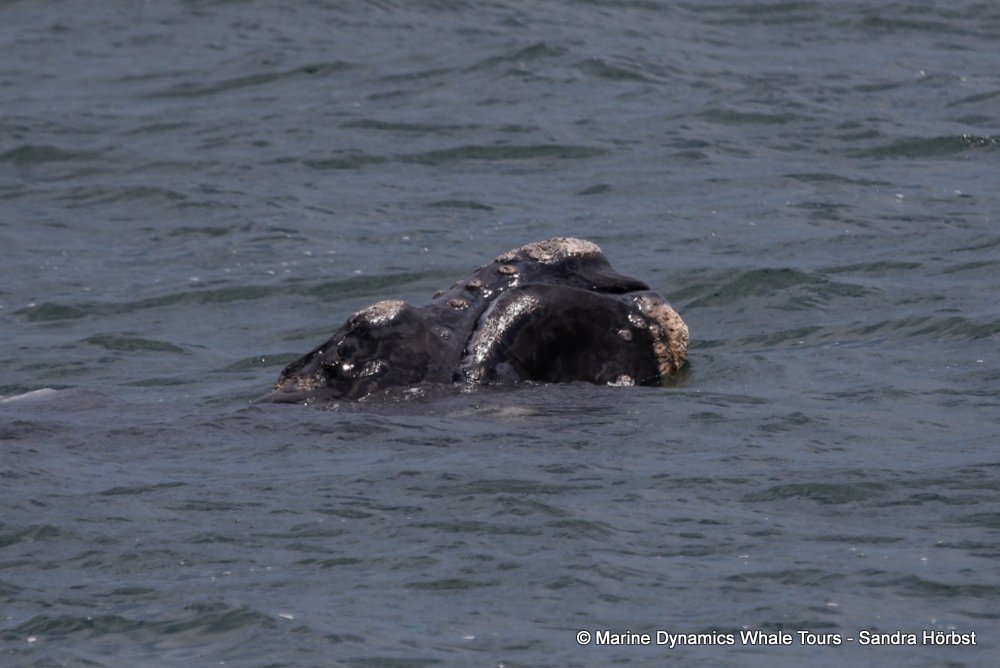 Southern right whale, whale watching, gansbaai, south africa,