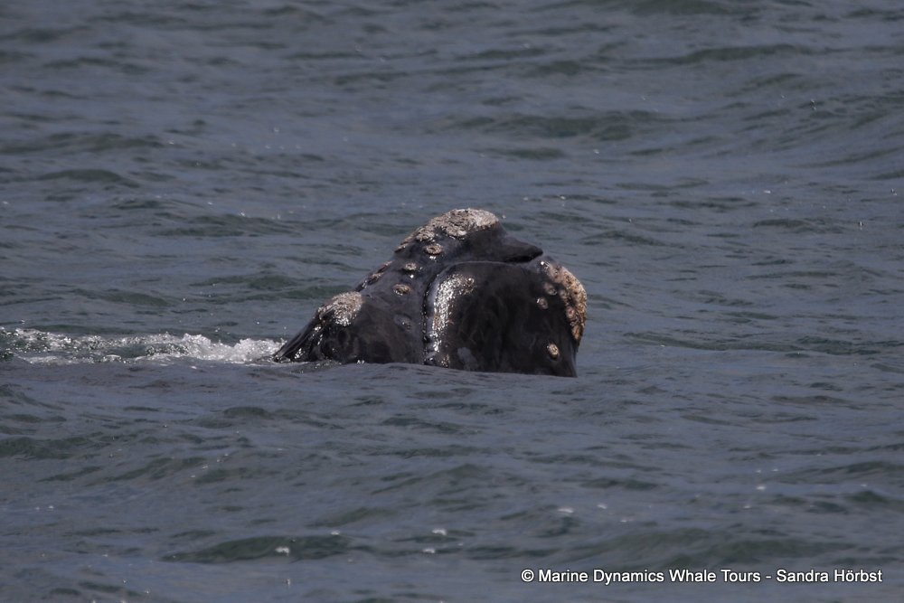 Southern right whale, whale watching, gansbaai, south africa,