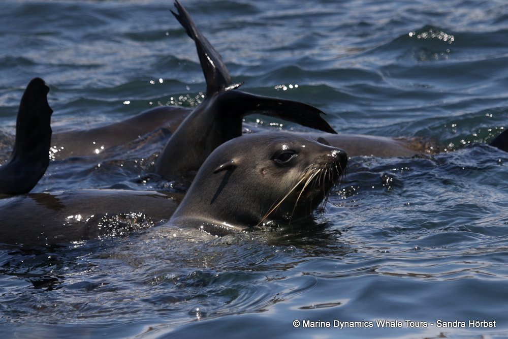 cape fur seal, whale watching, gansbaai, south africa