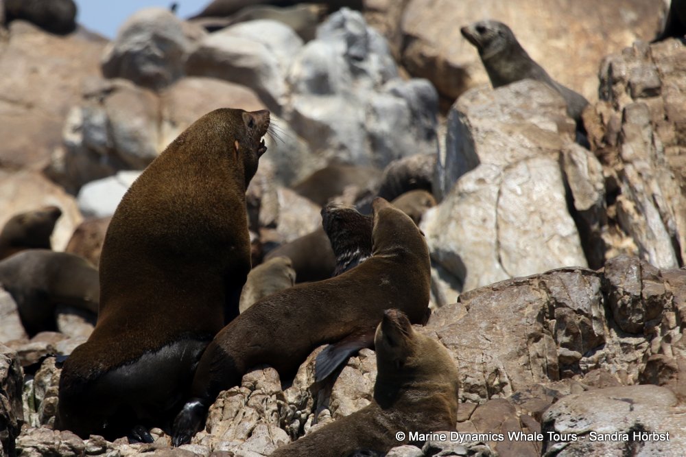 cape fur seal, whale watching, gansbaai, south africa