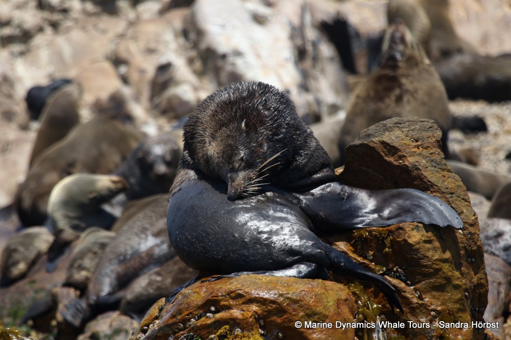 cape fur seal, whale watching, gansbaai, south africa