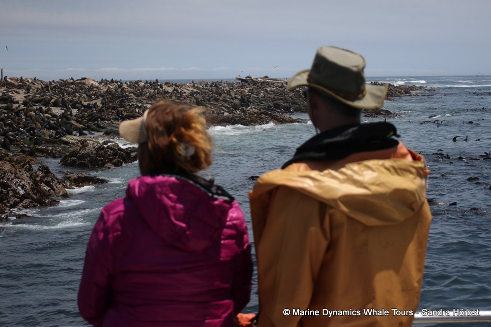 whale watching, gansbaai, south africa,